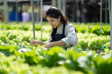 Dreaming of Vegetables: A Sensory Exploration of Korean Farming Practices