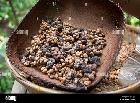  Between Coffee Beans and Coconut Palms: A Journey Through Indonesian Soulscapes